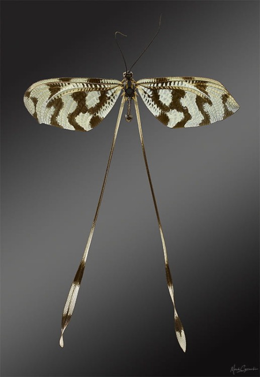 Wielki Makro Świat (28) - Marek Czarnecki