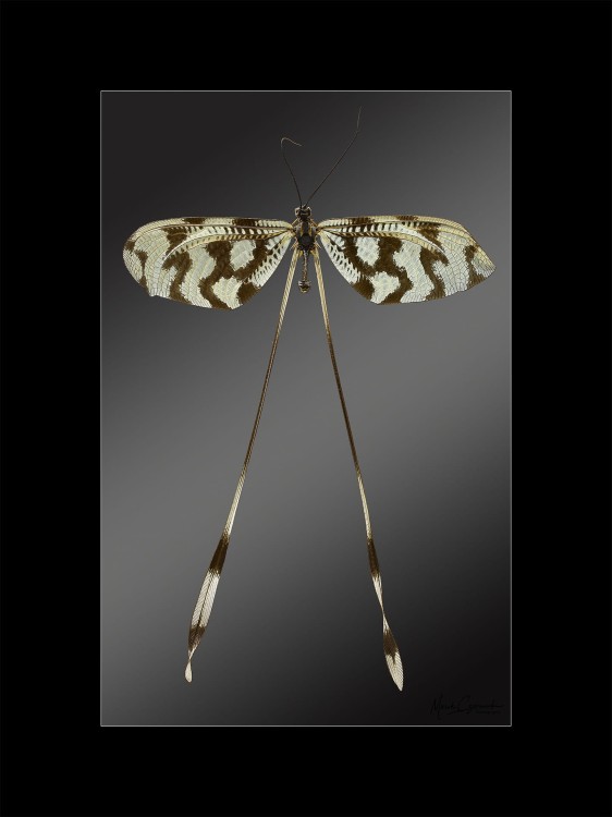 Wielki Makro Świat (28) - przykład w passe-partout - Marek Czarnecki